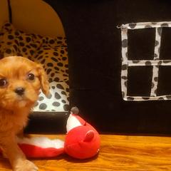 Cavalier King Charles Spaniel and Cavapoo Puppies from Sunset Valley Cavaliers