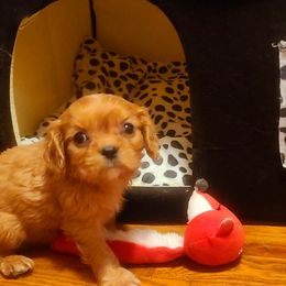 Cavalier King Charles Spaniel and Cavapoo Puppies from Sunset Valley Cavaliers