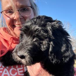 Girl 4 hot pink collar - Black and white female Sheepadoodle puppy in Eleva, Wisconsin from Molly’s Doodles