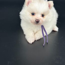 Purple - White female Pomeranian puppy in Meridian, Idaho from Idaho_poms