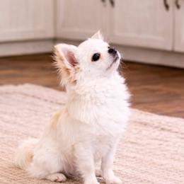 Chihuahuas and Dachshunds from Farm House miniatures