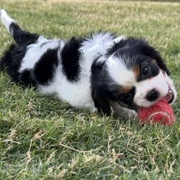 Mysterio (mystery machine) - Tri-color male Cavalier King Charles Spaniel puppy in Eastvale, California from Furever After Cavaliers
