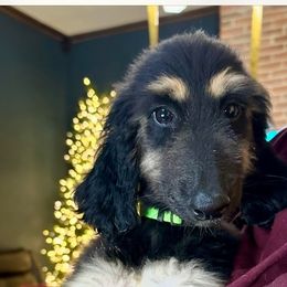 Boy 1 - Black and tan male Afghan Hound puppy in Carlisle, Pennsylvania from Winterberry Afghan Hounds