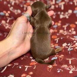 Chocolate boy - Chocolate and tan male Dachshund puppy in Centreville, Alabama from Langhaus Dachshunds