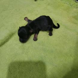 Boy 3 - Black and tan male Havanese puppy in Sebeka, Minnesota from Bydand Newfoundlands & Whimsical Havanese