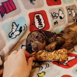 Dachshund Puppies from Mahzian Miniature Dachshunds