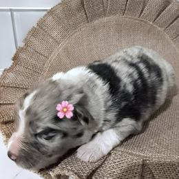 Dolly - Blue merle female Australian Shepherd puppy in Winnabow, North Carolina from Lazy Dayz Ranch