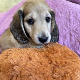 Boy 4 - male Dachshund puppy in Fieldbrook, California from Honeydox Miniature Dachshunds