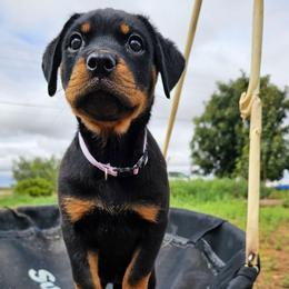 Girl 1 - Black and mahogany female Rottweiler puppy in Merkel, Texas from Stolz Rottweilers von Raiden