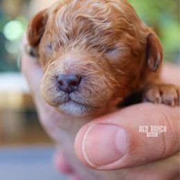 Matilda - Red female Cavapoo puppy in Salado, Texas from Red Ranch Dogs
