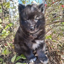 Bethlehem - Agouti and white male Siberian Husky puppy in West Liberty, Ohio from Skyfallsiberians