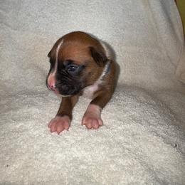 Deep Blue - Fawn male Boxer puppy in Chatham, Virginia from Anthony Deak