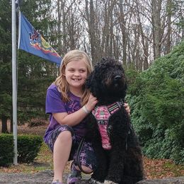 Cocoa - Goldendoodle