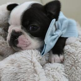 Cash - Black and white male Boston Terrier puppy in Leola, Pennsylvania from Edna's Homegrown Frenchies