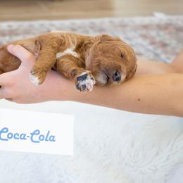 Coca-cola - Red  male Poodle puppy in Mesa, Arizona from Desert Doodles