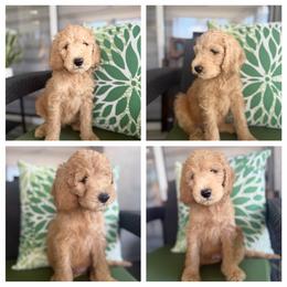 Apollo - Cream male Goldendoodle puppy in Miami Dade County, Florida from Doodle Lovers