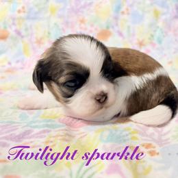 Twilight sparkle - Black gold and white female Shih Tzu puppy in Hemet, California from Aloha Shih Tzu