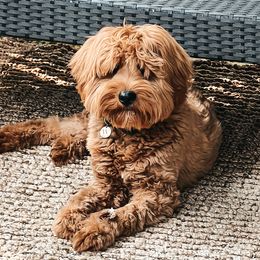 Win - Goldendoodle