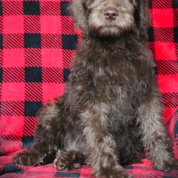 Anelli - Chocolate female Labradoodle puppy in Lanexa, Virginia from Lees Reach Farm