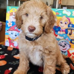Marshal -paw patrol litter - Gold male Labradoodle puppy in Phelan, California from Family Doodles