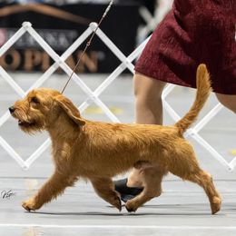 Clark - Basset Fauve de Bretagne