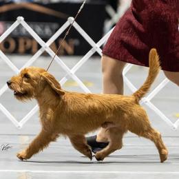 Clark - Basset Fauve de Bretagne