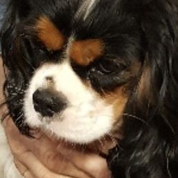 Cavalier King Charles Spaniels from Mary Freeman