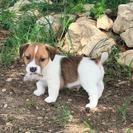 Buck - White and tan male Russell Terrier puppy in Valley Mills, Texas from Bar Rafter C Shorty Jacks