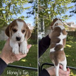 Honeys Tan - Red and white female Beagle puppy in Brownsville, Oregon from Beagles on the Run