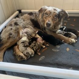 Noki - Miniature Australian Shepherd