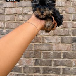 Girl 1 - Black and tan female Yorkshire Terrier puppy in Mobile, Alabama from Ace of Spades Yorkies