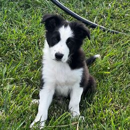 Oliver - Black and white male Border Collie puppy in Dorr, Michigan from Pineview Farm