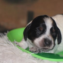 Micky - Piebald Dachshund puppy in Windsor, Colorado from Murry’s minis