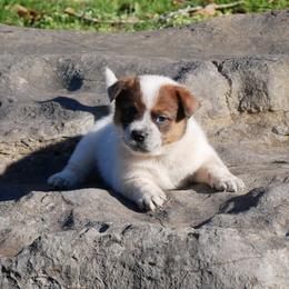 Cordelia - Red mottled female Australian Cattle Dog puppy in Buffalo Valley, Tennessee from Buffalo Valley Breeders