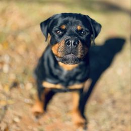 Brystyl - Rottweiler