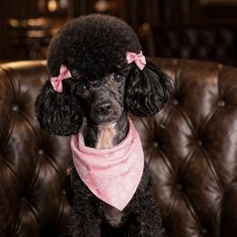 Poodles and Shih Tzus from Creekside Pet Company