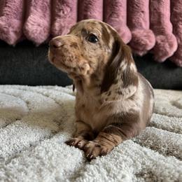 Maple - Dapple female Dachshund puppy in Ocala, Florida from Weenie Boops