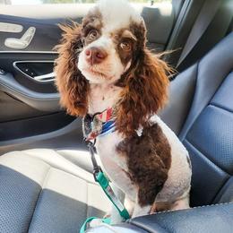 Rocky - Poodle