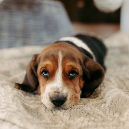 Basset Hound and Dalmatian Puppies from Lazy B Bassets and Dalmatians