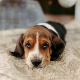 Basset Hound and Dalmatian Puppies from Lazy B Bassets and Dalmatians