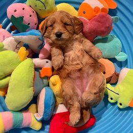 Goldendoodle Puppies from Loving Hearts Goldendoodles