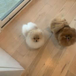 Pomeranian Puppies from Pursell Pomeranians