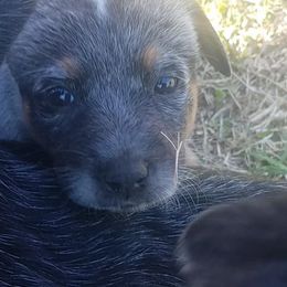Australian Cattle Dog Puppies from LoveAHeeler