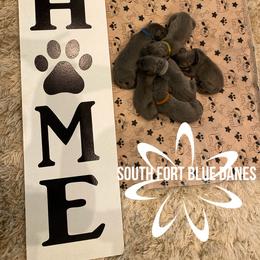 Great Dane Puppies from South Fort Blue Danes