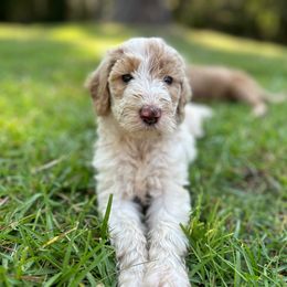 Girl 1 “Arizona” Sunset - Goldendoodle puppy from Valentine Kennels