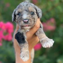 Celeste - Merle female Goldendoodle puppy in Philadelphia, Pennsylvania from Philly's Designer Doodles