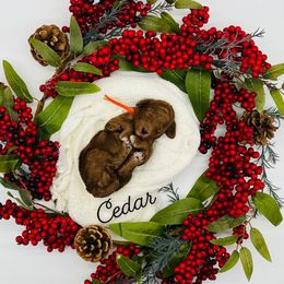 Goldendoodle and Poodle Puppies from Krispydoodle