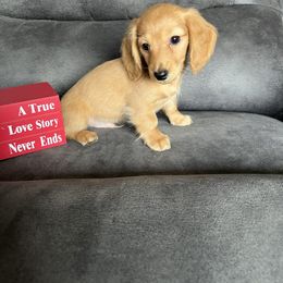 Boy 2 - Red male Dachshund puppy in Stuart, Iowa from Johnson Family Corgis and more