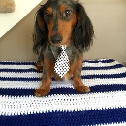 Roscoe - Dachshund