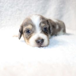 Frankie - 2650 - Dapple male Dachshund puppy in Sonora, Kentucky from Maple Hill Miniature Dachshunds